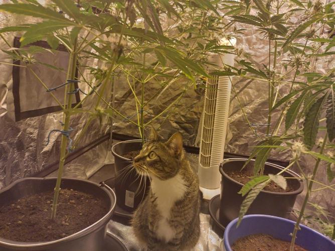 First time autoflower. Week 2 - guard cat Armas :3