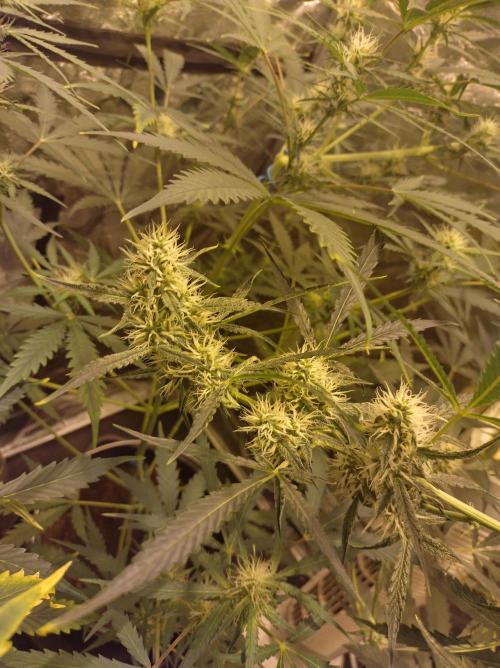 First time autoflower. Week 2
