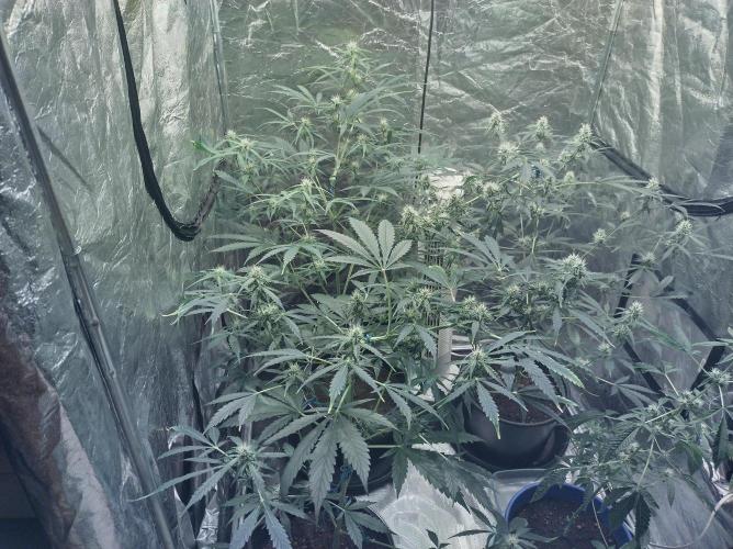 First time autoflower. Week 2