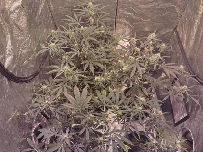 First time autoflower. Week 2