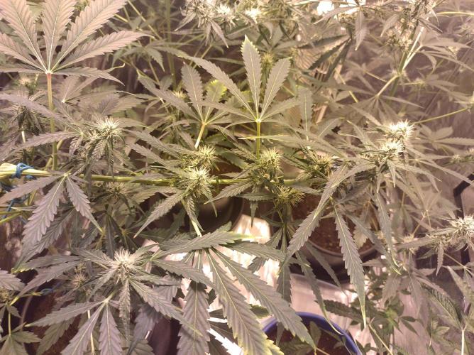 First time autoflower. Week 2