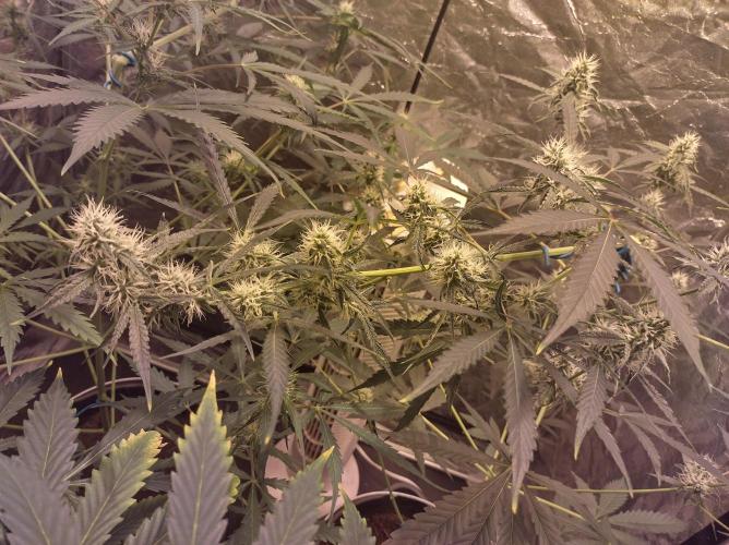 First time autoflower. Week 2