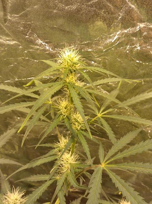 First time autoflower. Week 2