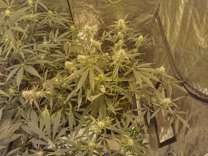 First time autoflower. Week 2