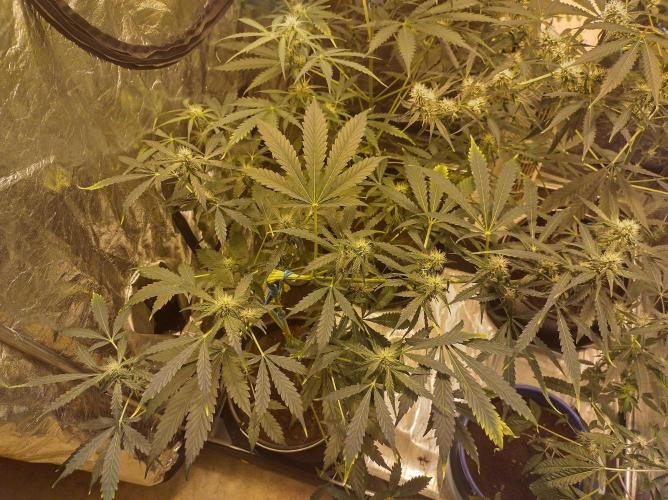First time autoflower. Week 2