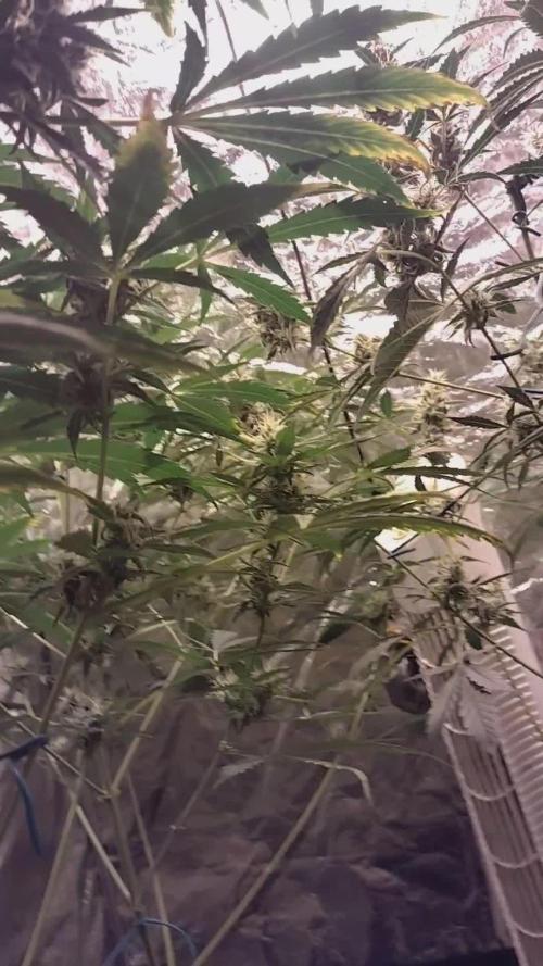First time autoflower