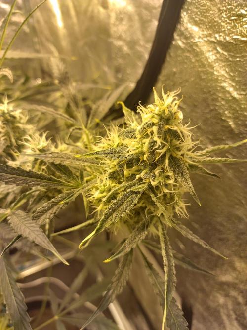 First time autoflower. Week 5
