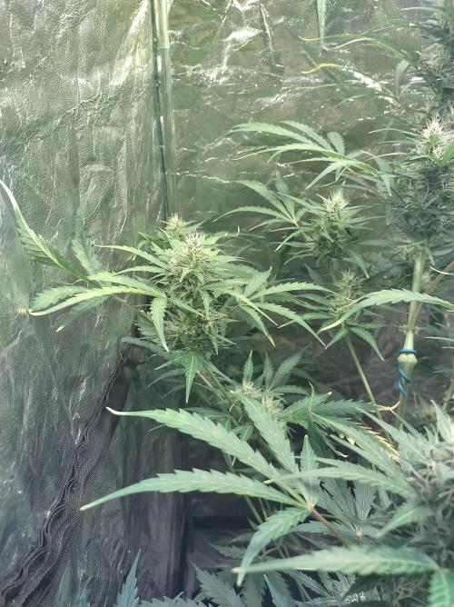 First time autoflower. Week 5
