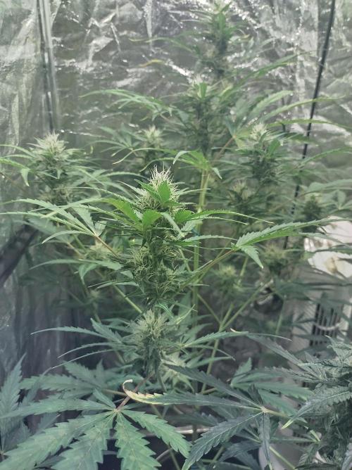 First time autoflower. Week 5