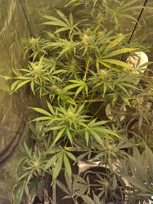First time autoflower. Week 5