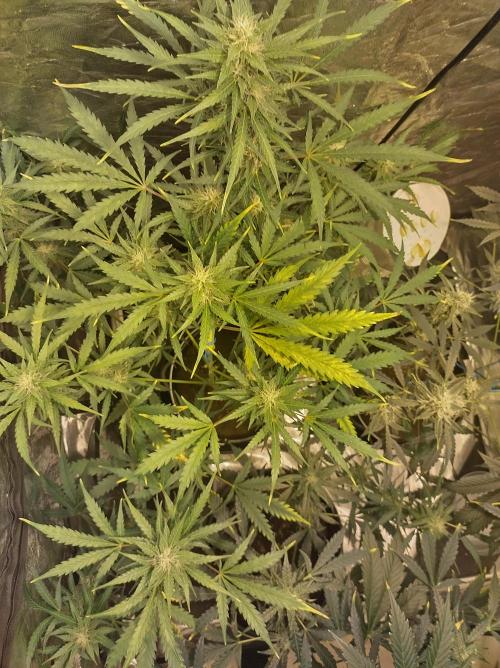 First time autoflower. Week 5