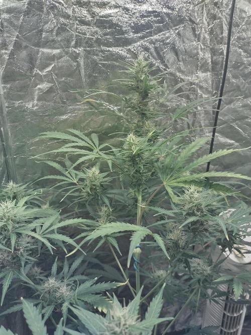 First time autoflower. Week 5