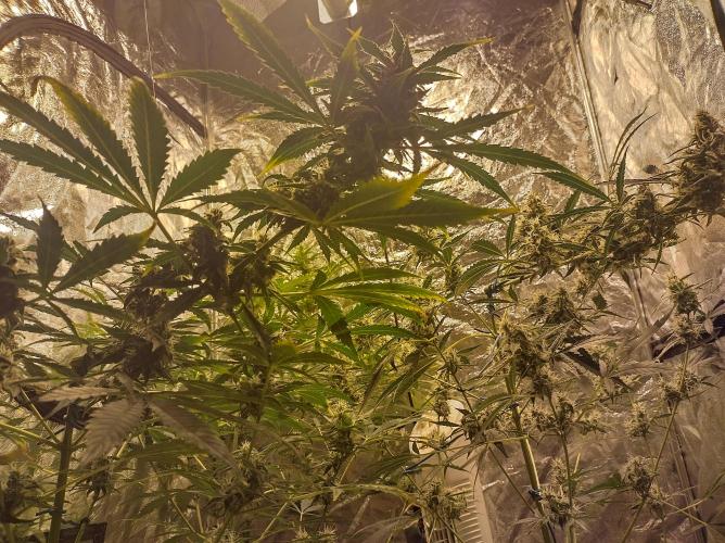 First time autoflower. Week 5
