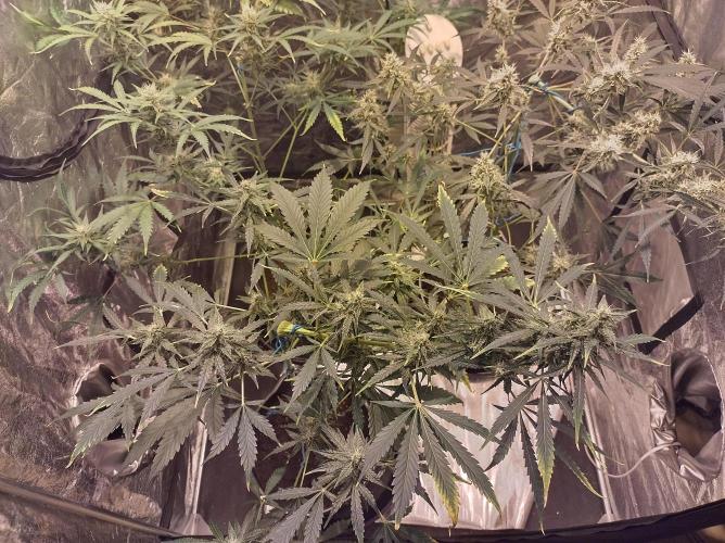 First time autoflower. Week 5