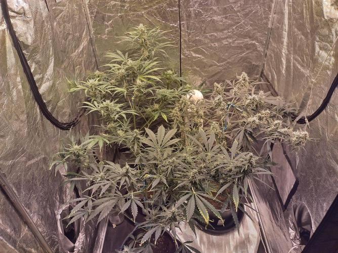 First time autoflower. Week 5