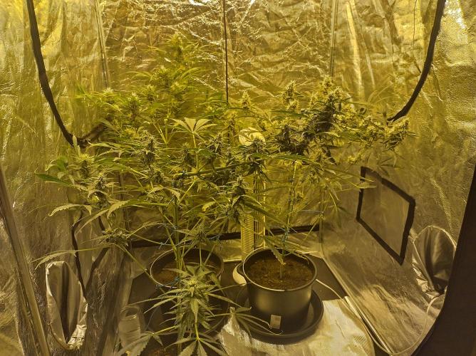 First time autoflower. Week 5