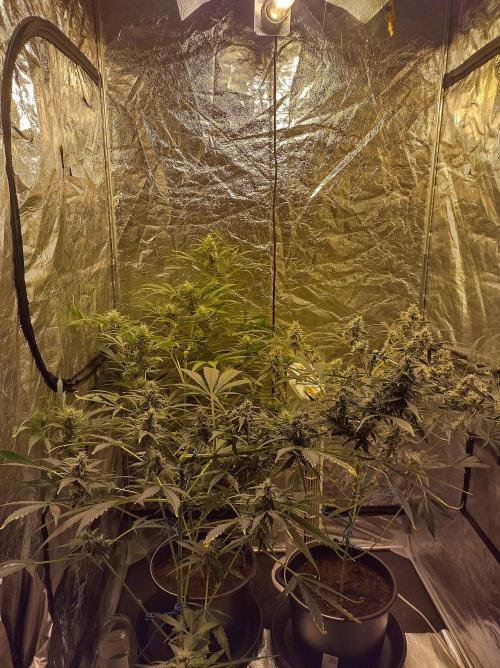 First time autoflower. Week 5