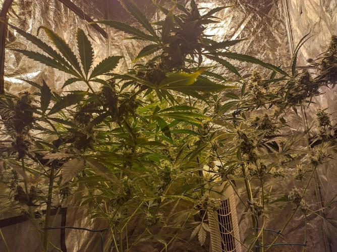 First time autoflower. Week 5