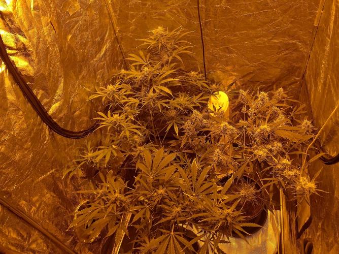 First time autoflower. Week 5