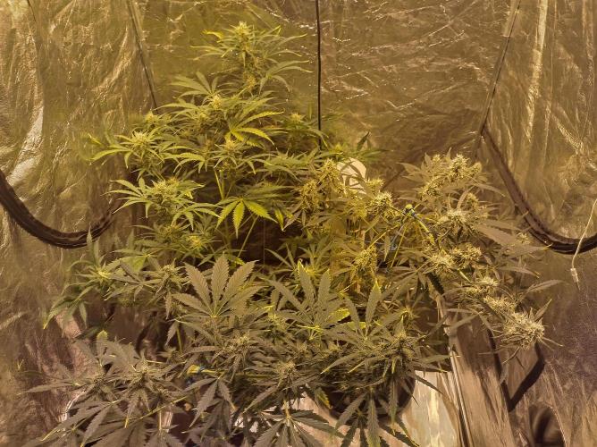 First time autoflower. Week 5