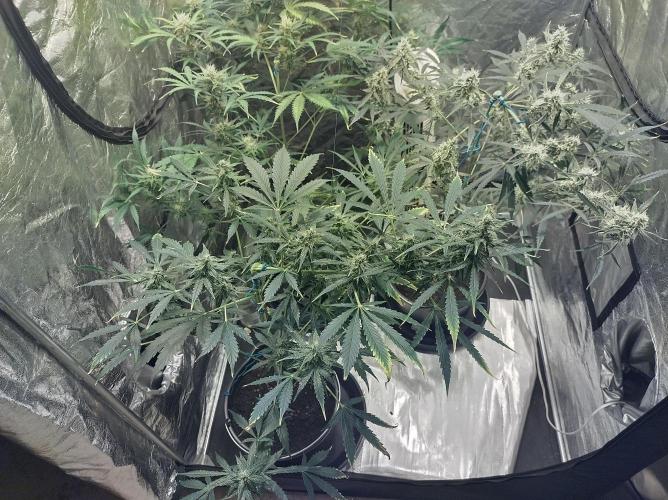 First time autoflower. Week 5