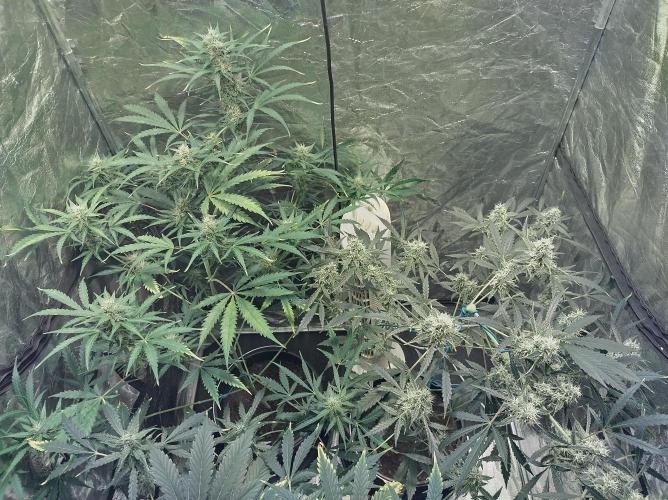 First time autoflower. Week 5