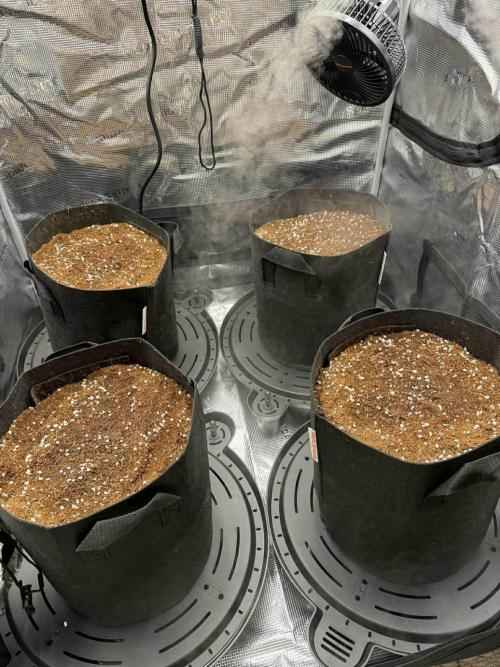 Spider Farmer 3x3. Week 0