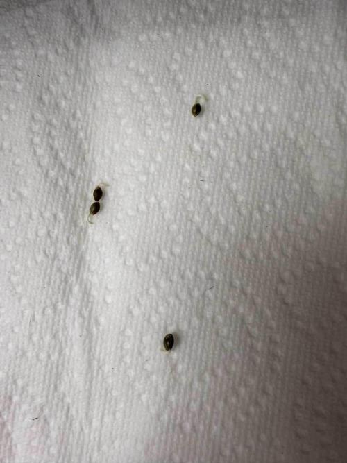 Spider Farmer 3x3. Week 0 - Germ day 1