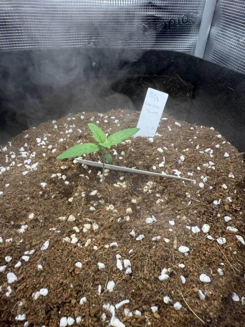 Spider Farmer 3x3. Week 1