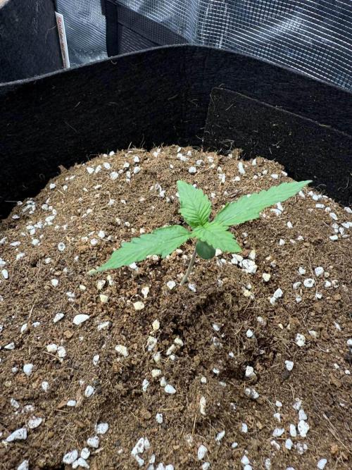 Spider Farmer 3x3. Week 1