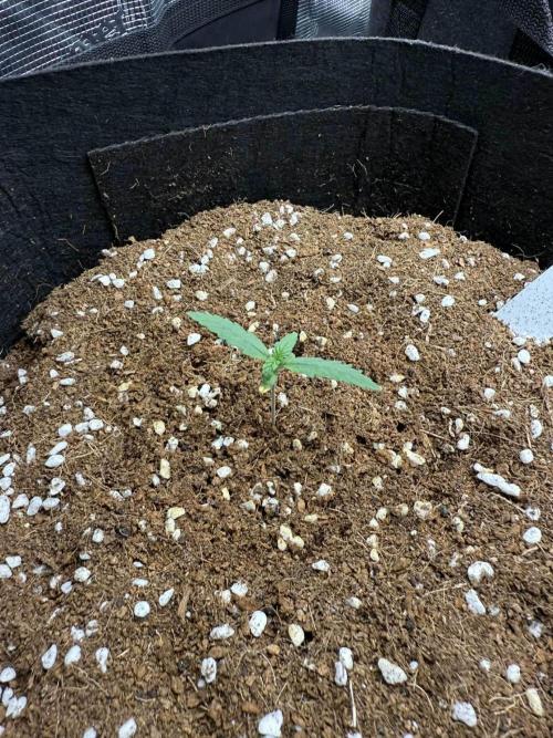 Spider Farmer 3x3. Week 1