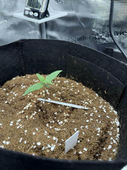 Spider Farmer 3x3. Week 1