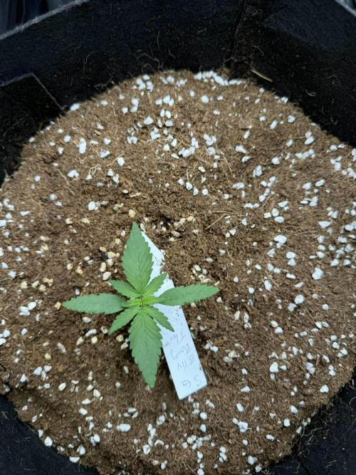 Spider Farmer 3x3. Week 2