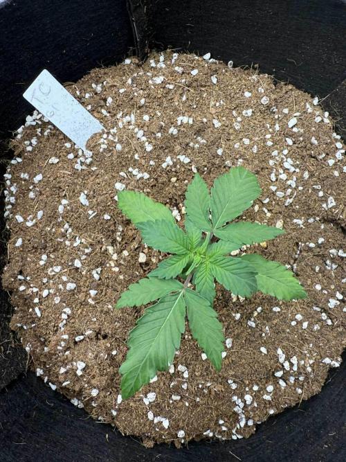 Spider Farmer 3x3. Week 2