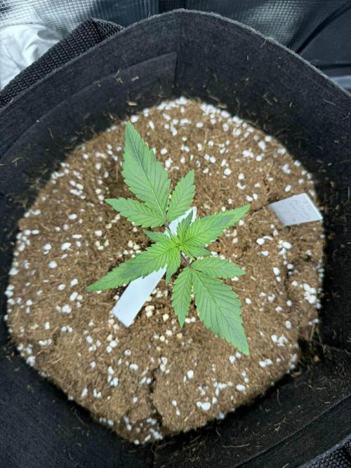 Spider Farmer 3x3. Week 2