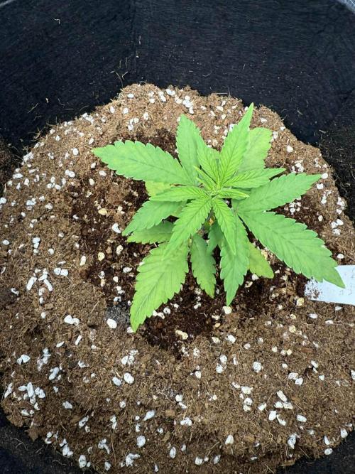 Spider Farmer 3x3. Week 3