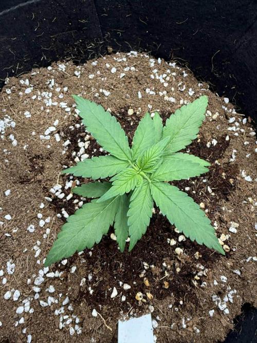 Spider Farmer 3x3. Week 3