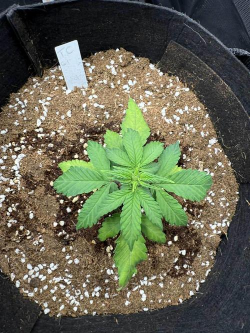 Spider Farmer 3x3. Week 3