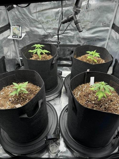 Spider Farmer 3x3. Week 3