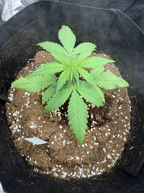 Spider Farmer 3x3. Week 3