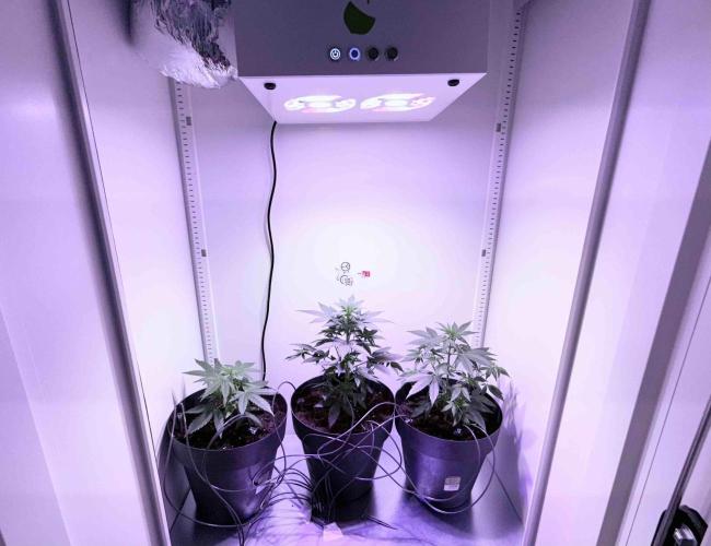 Hazelbox Ultra 2025 RQS Titan F1 Test. Week 5 - Hazelbox auf Anzucht blau