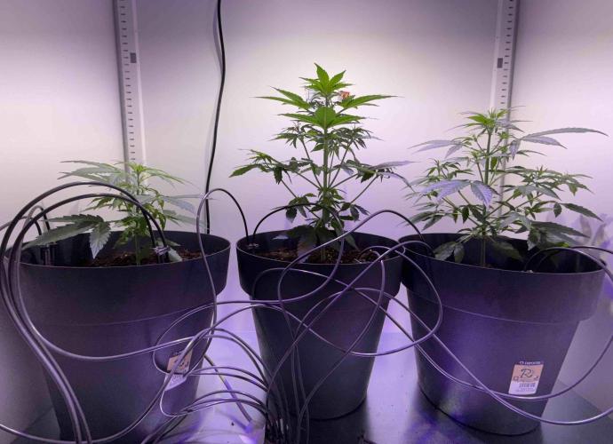 Hazelbox Ultra 2025 RQS Titan F1 Test. Week 5 - Bewässerung von Gardena