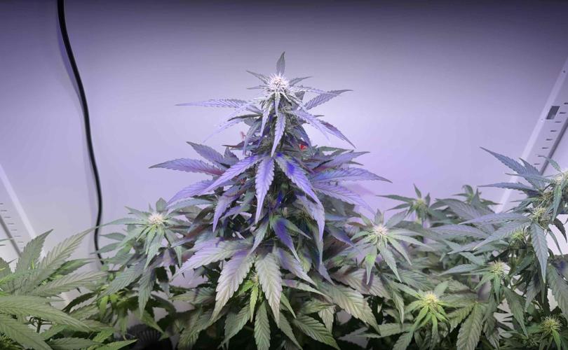 Hazelbox Ultra 2025 RQS Titan F1 Test. Week 6 - die Blüte hat begonnen
