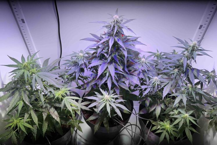 Hazelbox Ultra 2025 RQS Titan F1 Test. Week 6 - 3 Pflanzen in Box 
