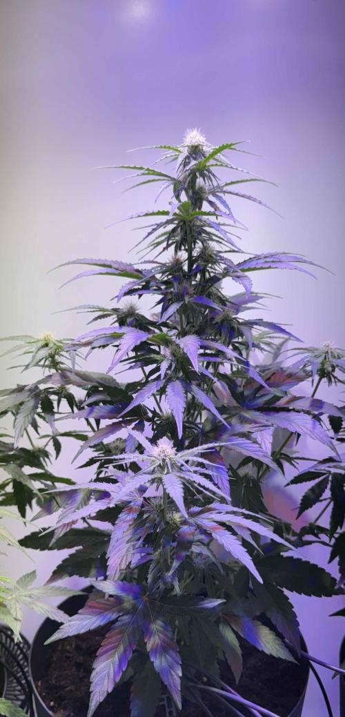 Hazelbox Ultra 2025 RQS Titan F1 Test. Week 6