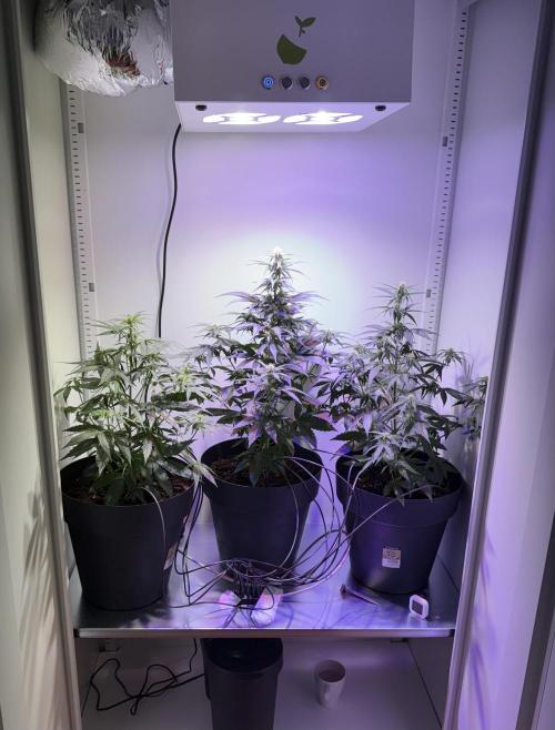 Hazelbox Ultra 2025 RQS Titan F1 Test. Week 6 - Hier das Bewässerungsystem, habe einen Einlegeboden und darunter das Gardena 