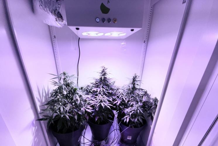 Hazelbox Ultra 2025 RQS Titan F1 Test. Week 7 - Hier ist der Booster Mode auf der Hazelbox mit 18 Stunden Programm mit Hell Rot 