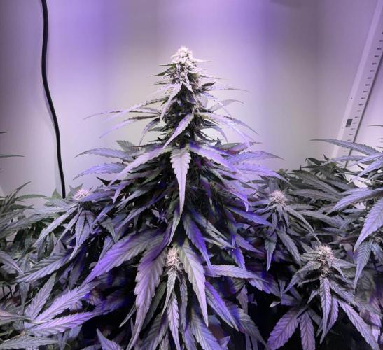 Hazelbox Ultra 2025 RQS Titan F1 Test. Week 7 - Der Head zeigt sich