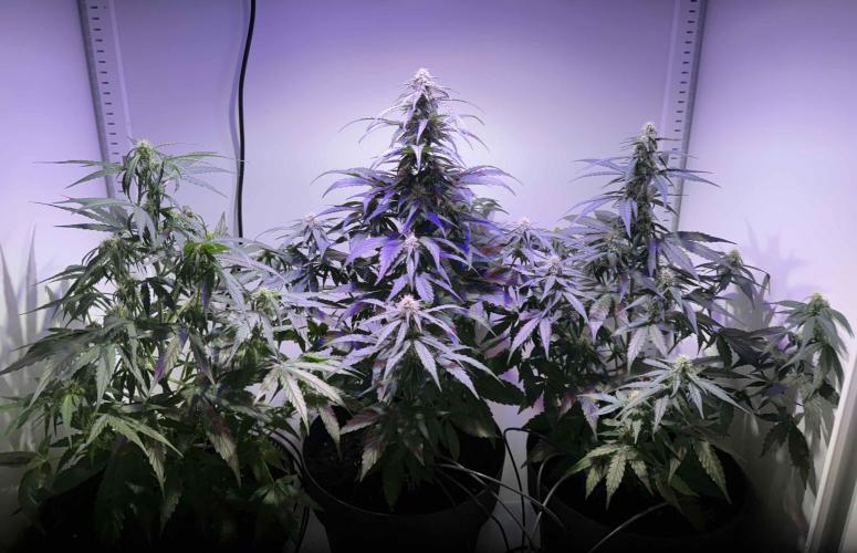 Hazelbox Ultra 2025 RQS Titan F1 Test. Week 7 - alle 3 Pflanzen 