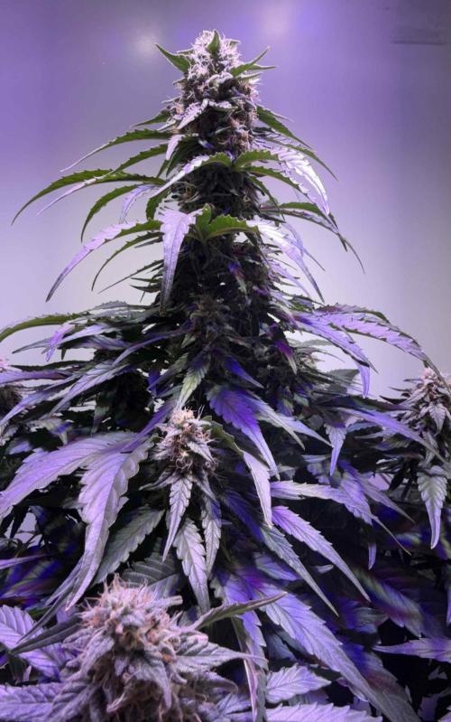 Hazelbox Ultra 2025 RQS Titan F1 Test. Week 8 - Bud fast fertig